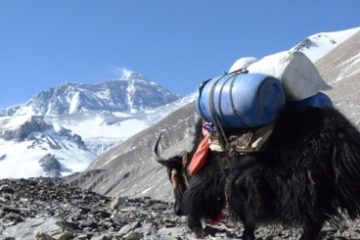 Yak Transport Service Everest